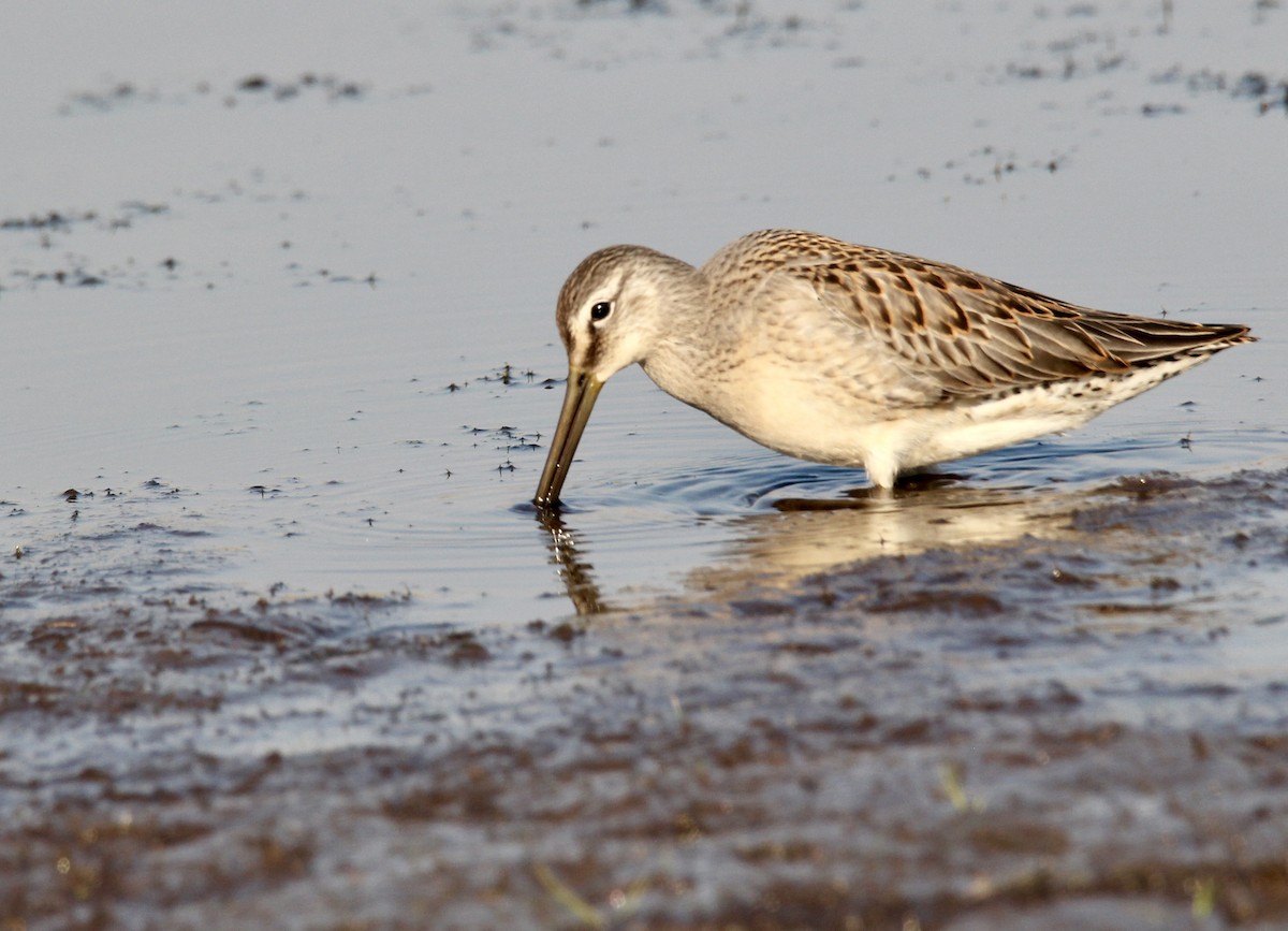 Хараалжин цууцил - ML642567592