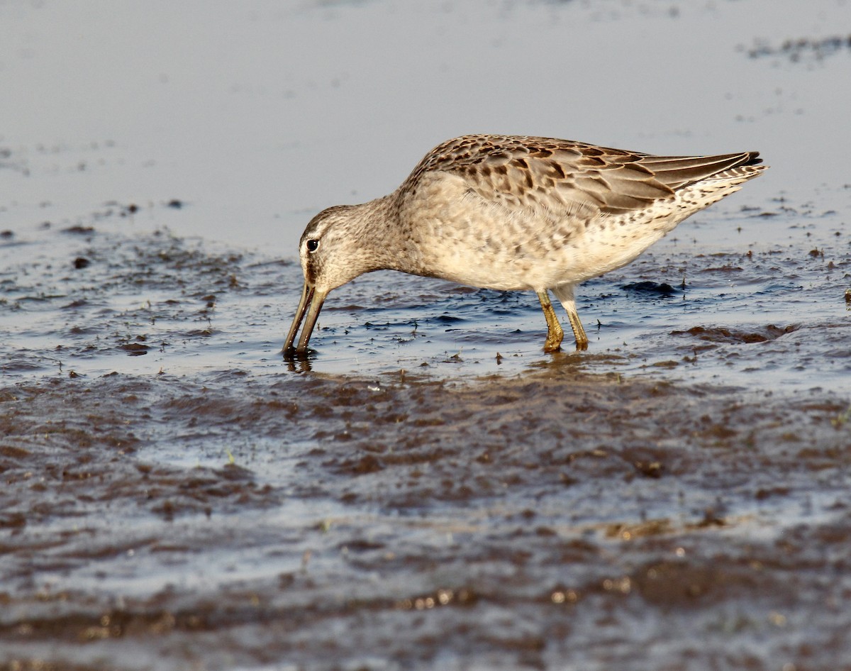 Хараалжин цууцил - ML642567593