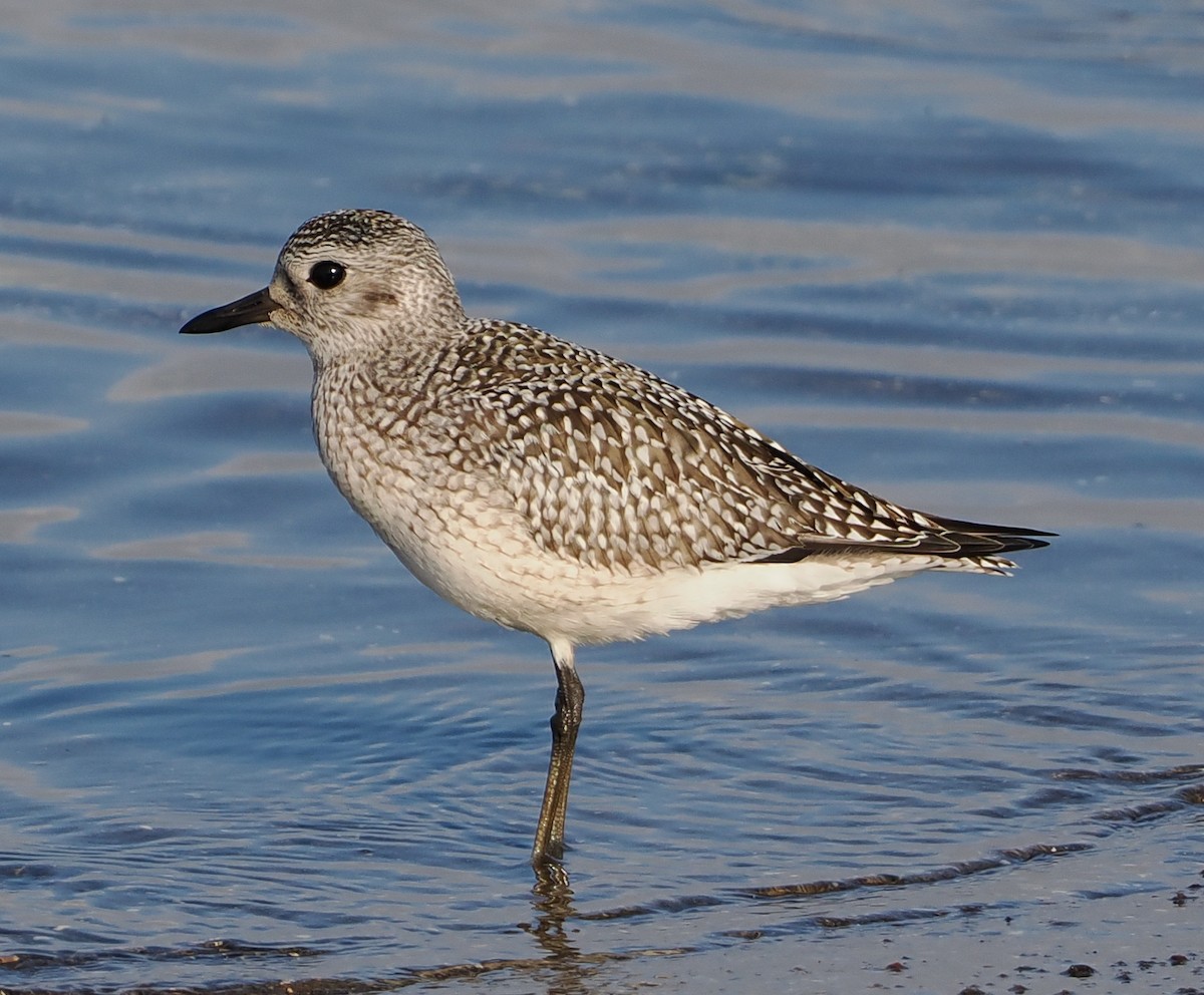 Black-bellied Plover - ML642567601