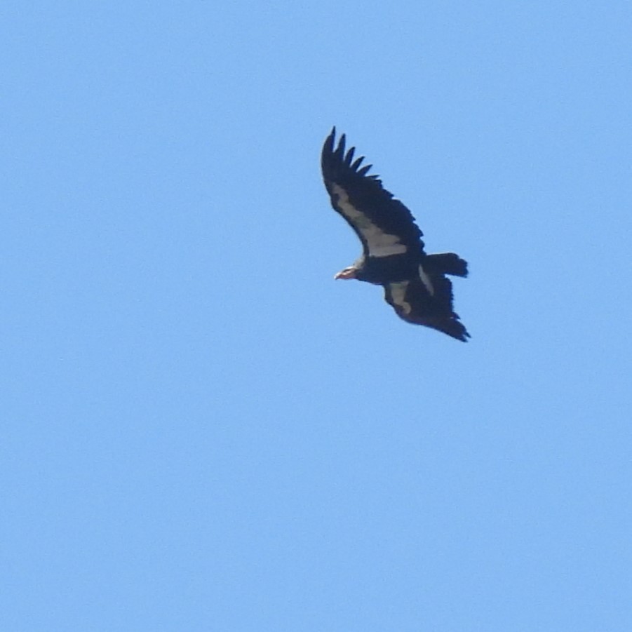 California Condor - ML642567645