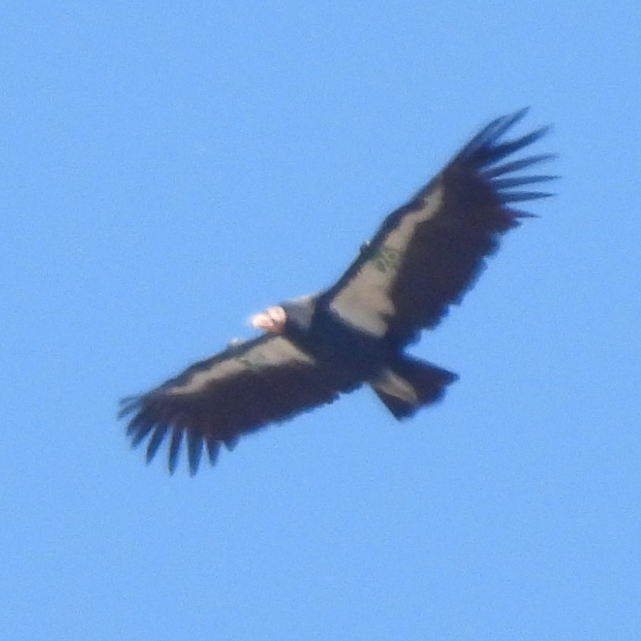 California Condor - ML642567646