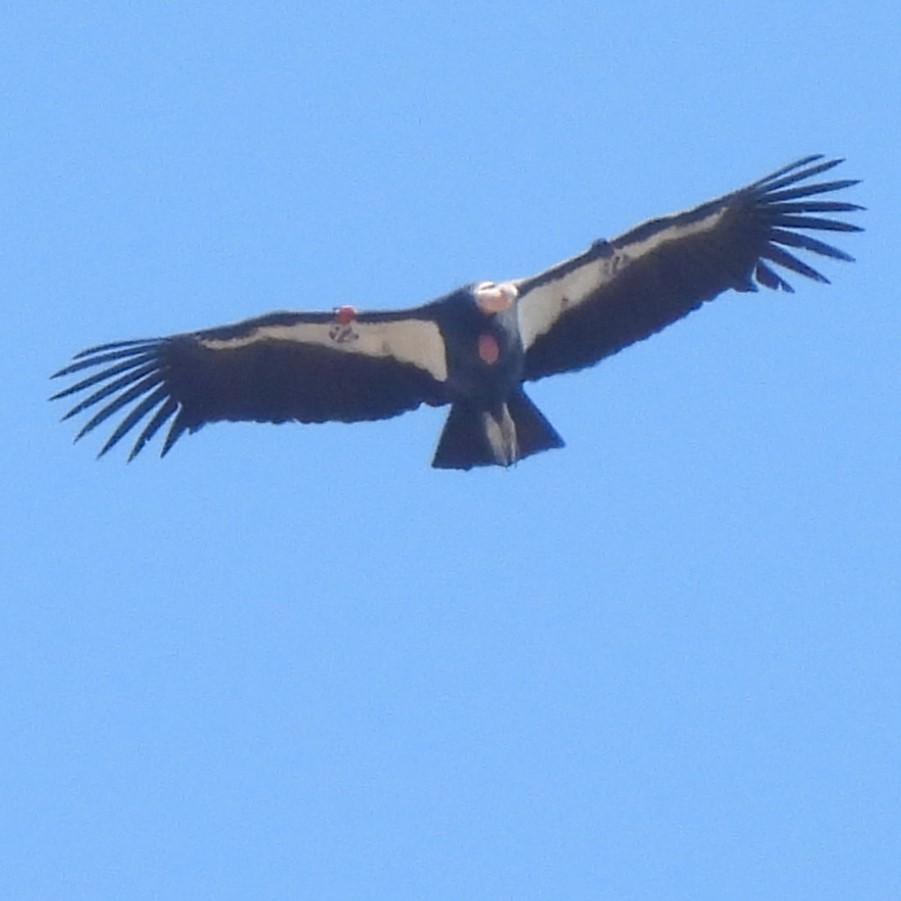 California Condor - ML642567647