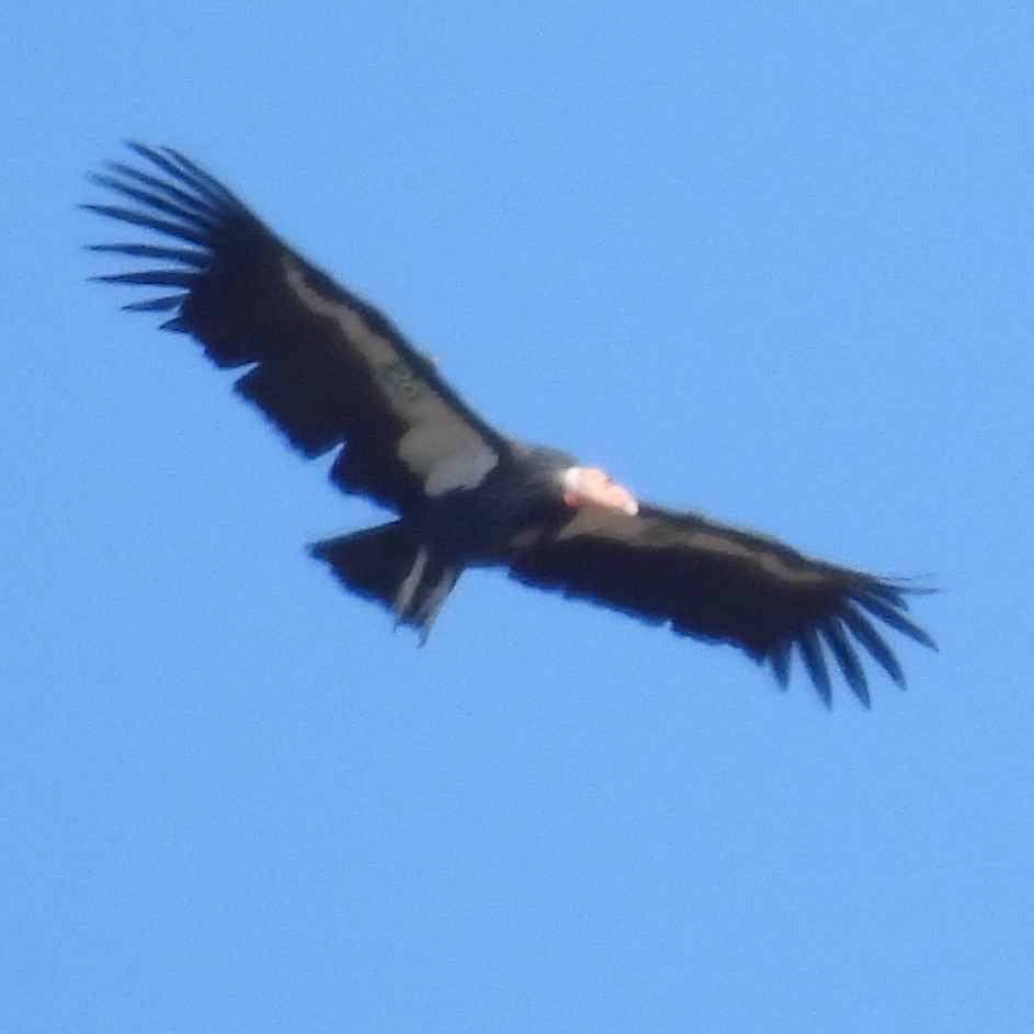 California Condor - ML642567648