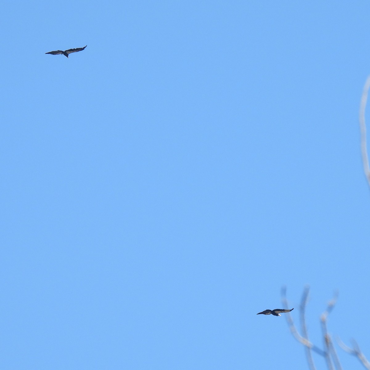 California Condor - ML642567649