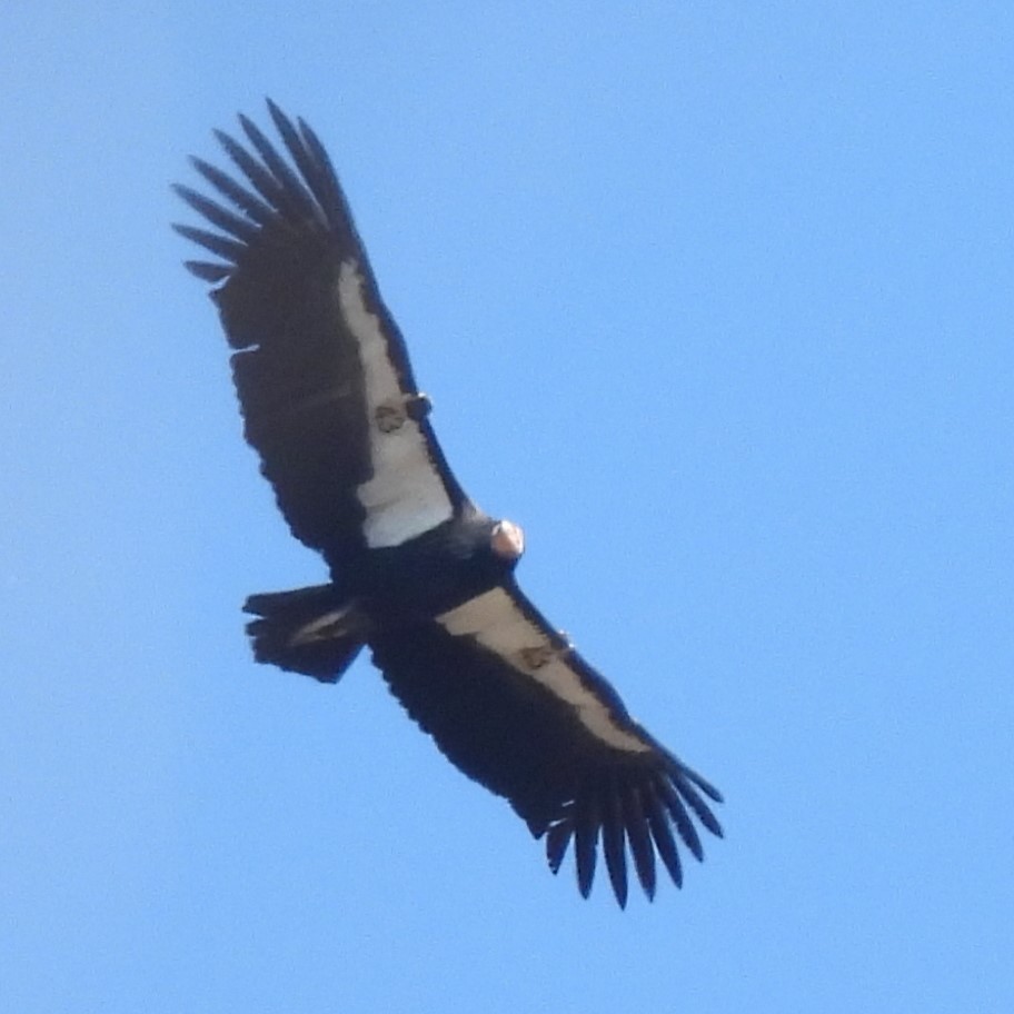 California Condor - ML642567650