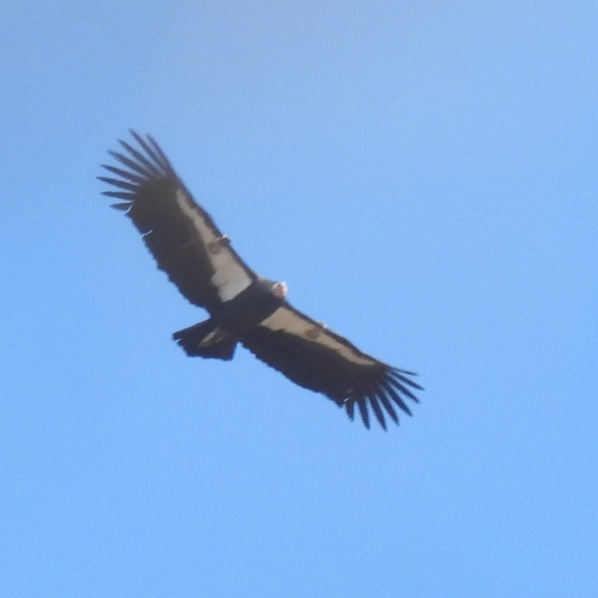 California Condor - ML642567651