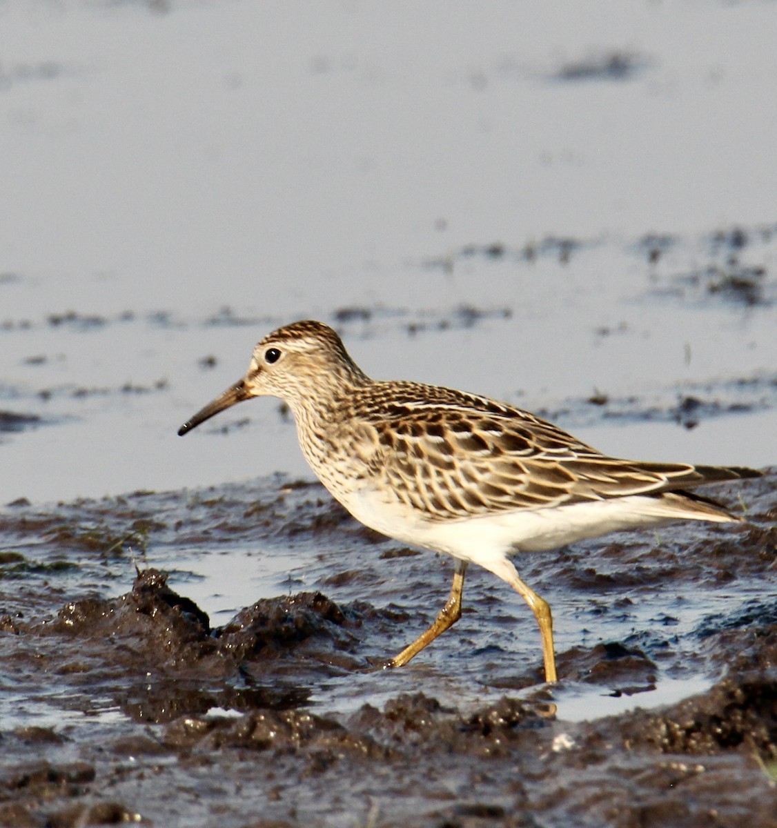 Орог элсэг - ML642567662