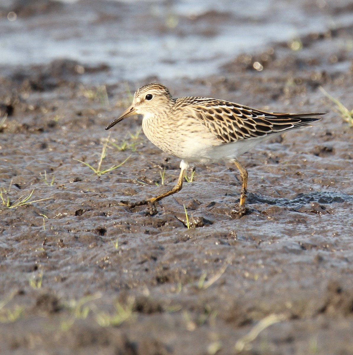 Орог элсэг - ML642567663