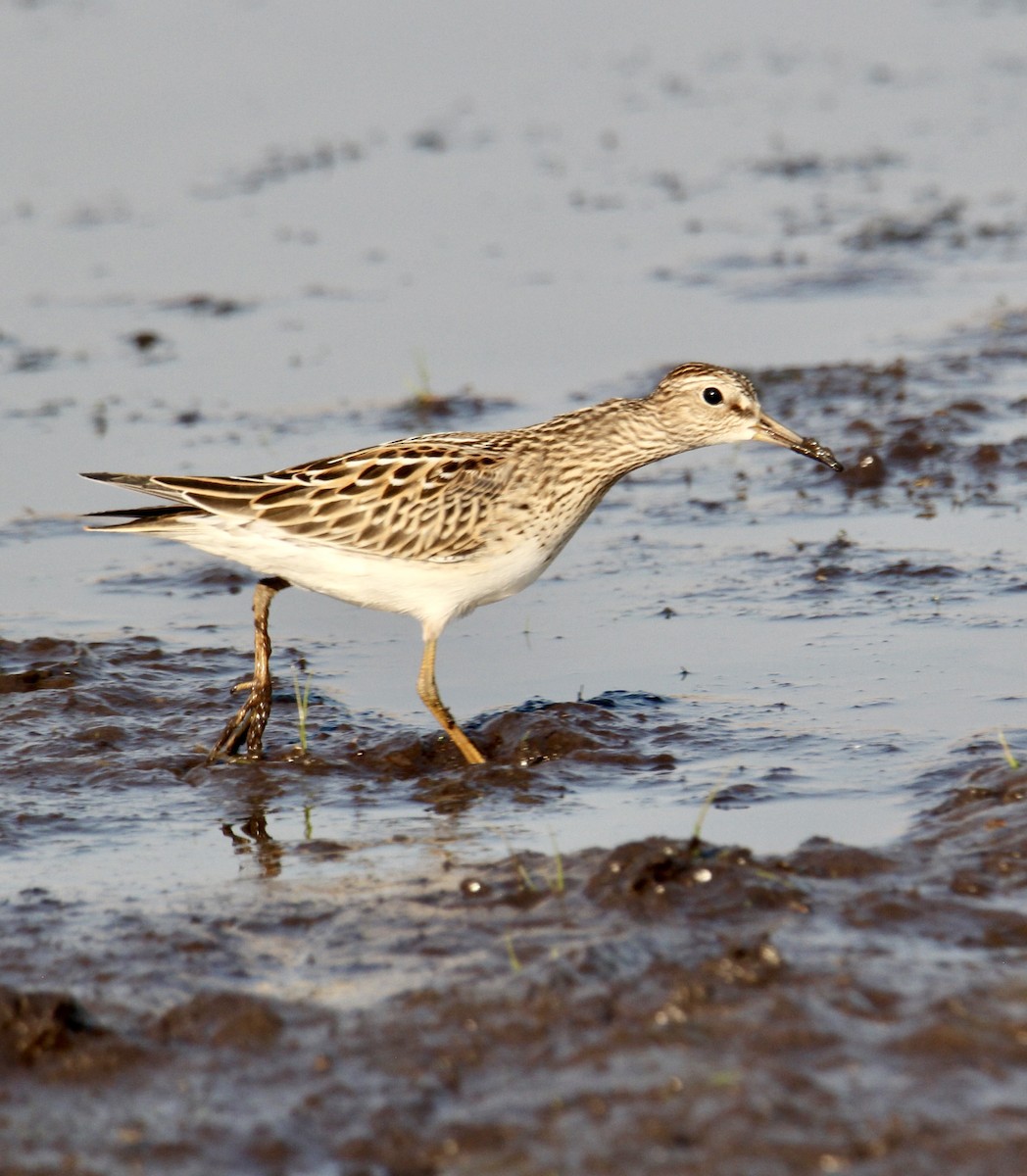 Орог элсэг - ML642567664