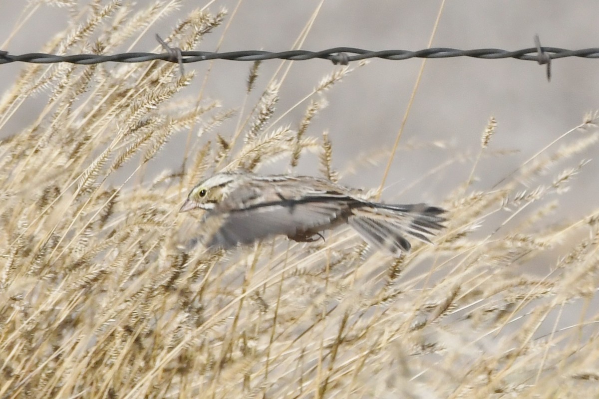 Bruant des prés - ML642567674