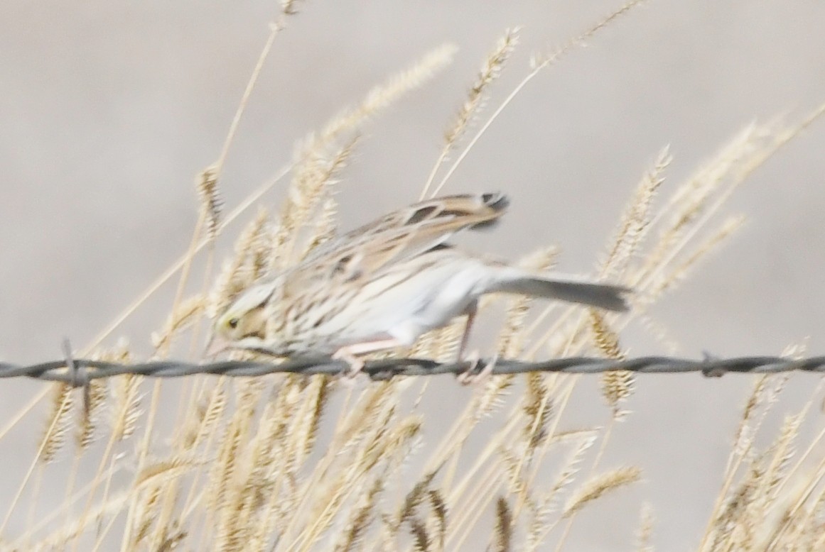 Bruant des prés - ML642567678