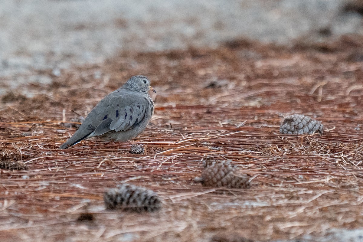 Sperlingstäubchen - ML642567680