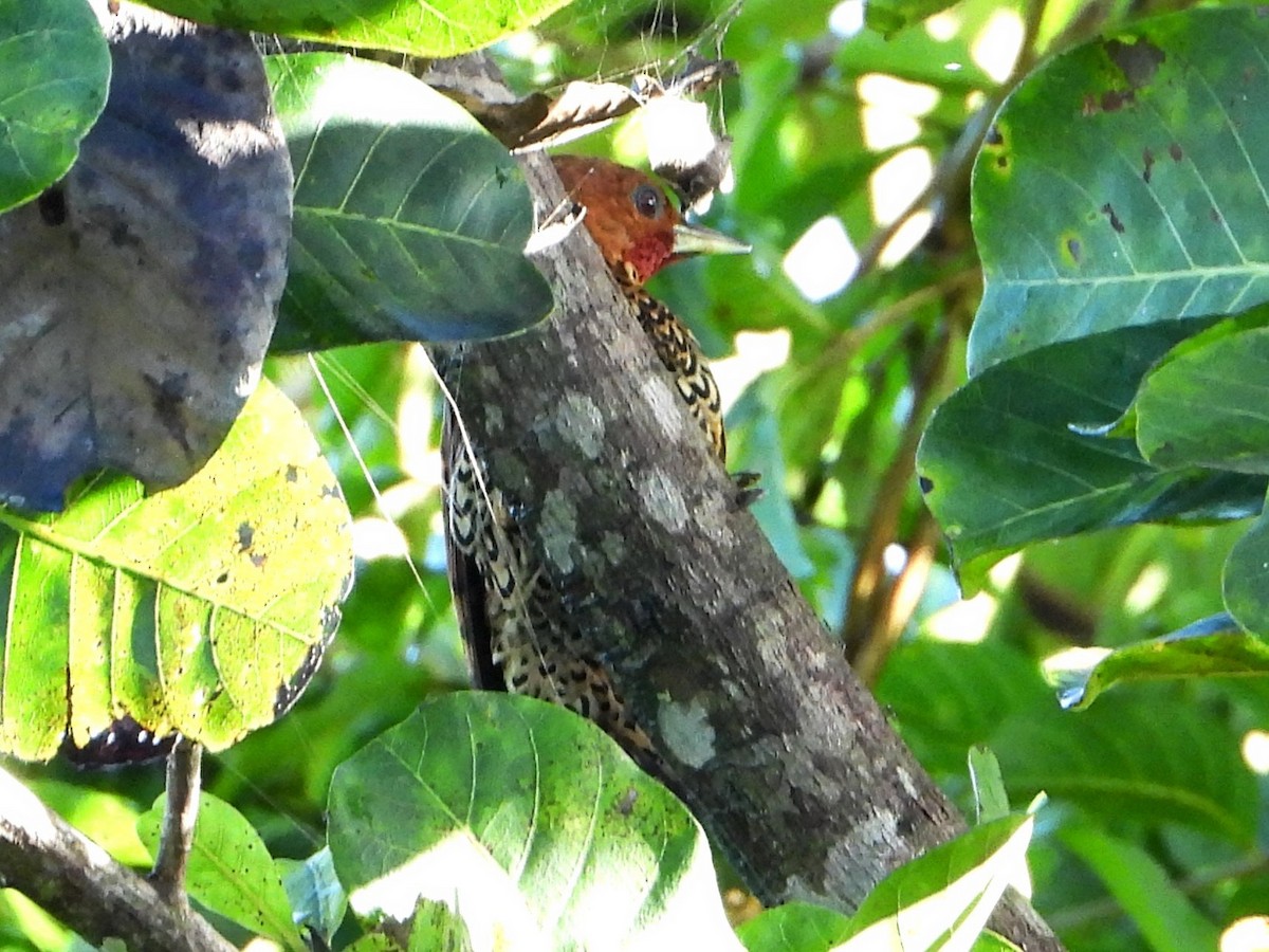 Cinnamon Woodpecker - ML642567684