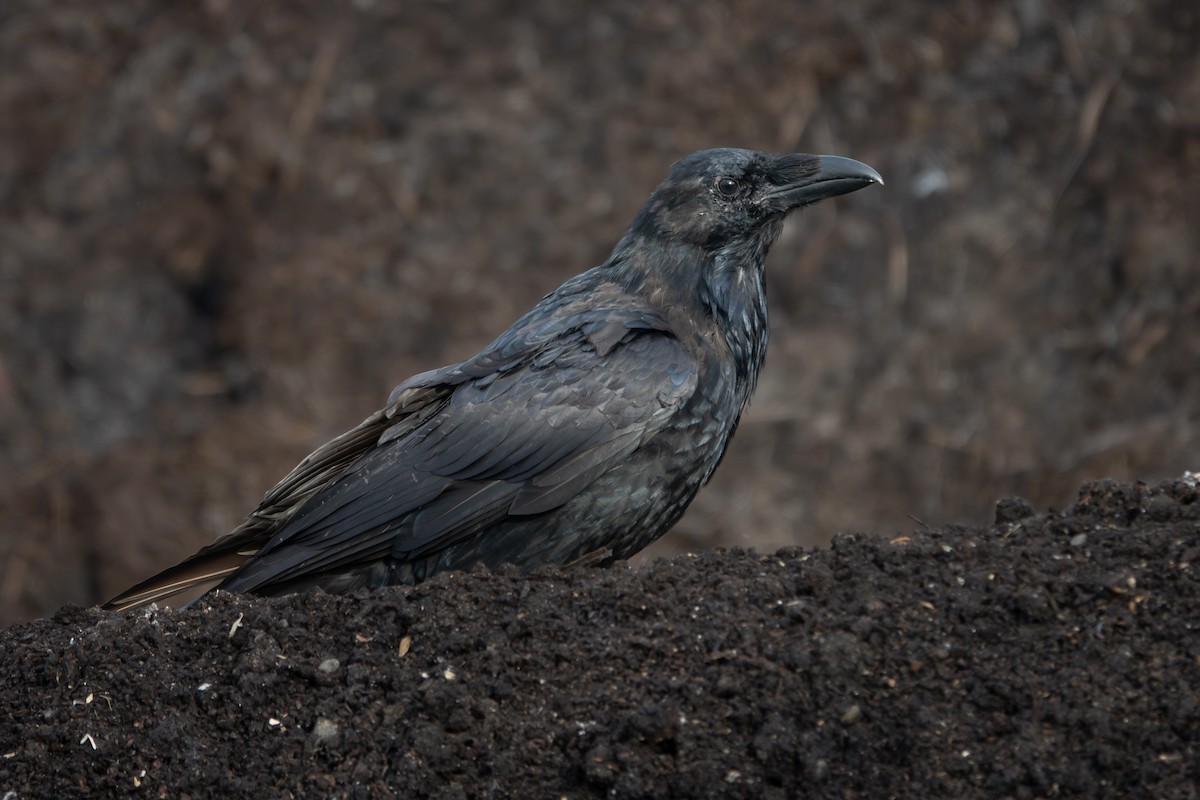 Common Raven - ML642567722