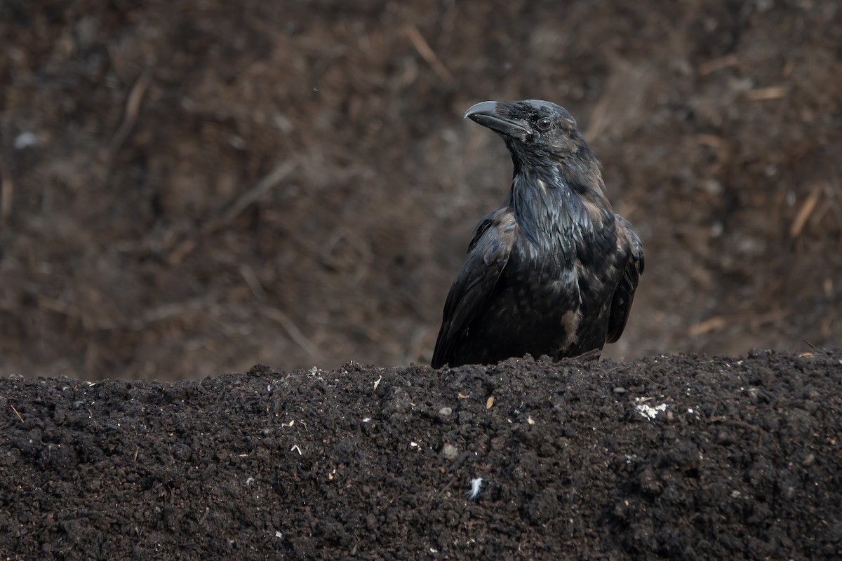 Common Raven - ML642567723