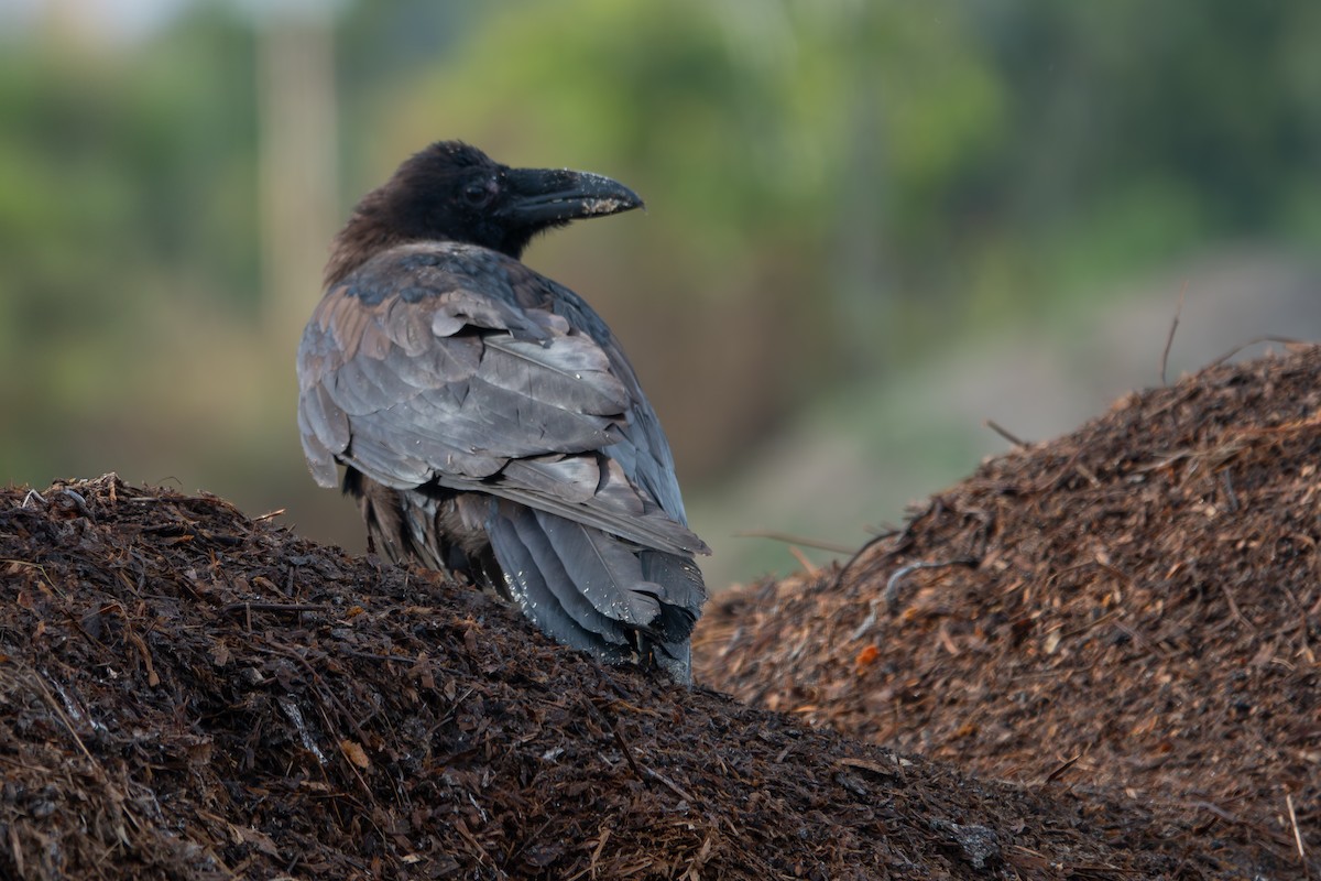 Common Raven - ML642567724