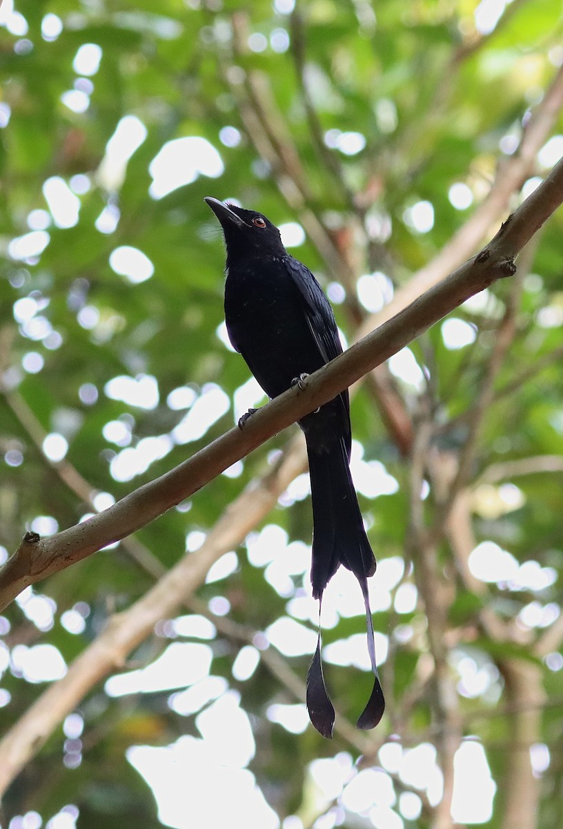 Greater Racket-tailed Drongo - ML642567731