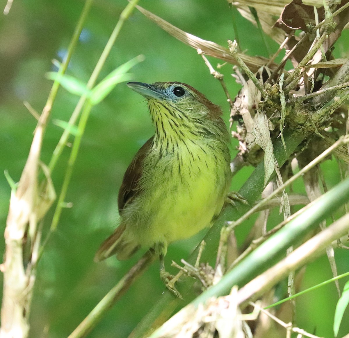 Pin-striped Tit-Babbler - ML642567749