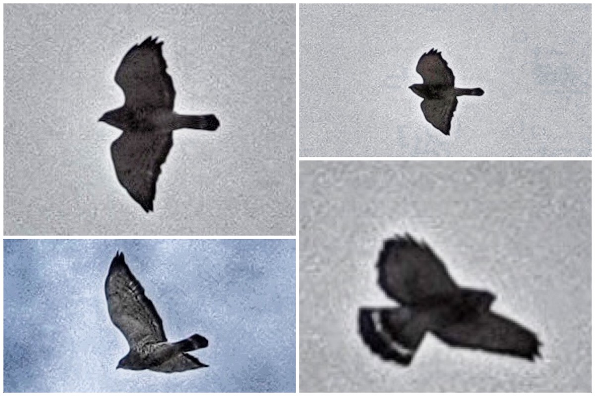 Broad-winged Hawk - ML642567765