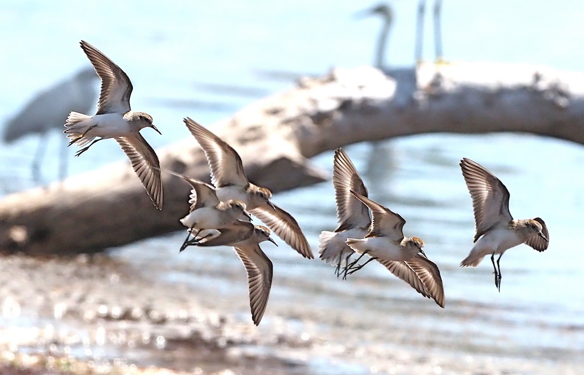 Least Sandpiper - ML642567769