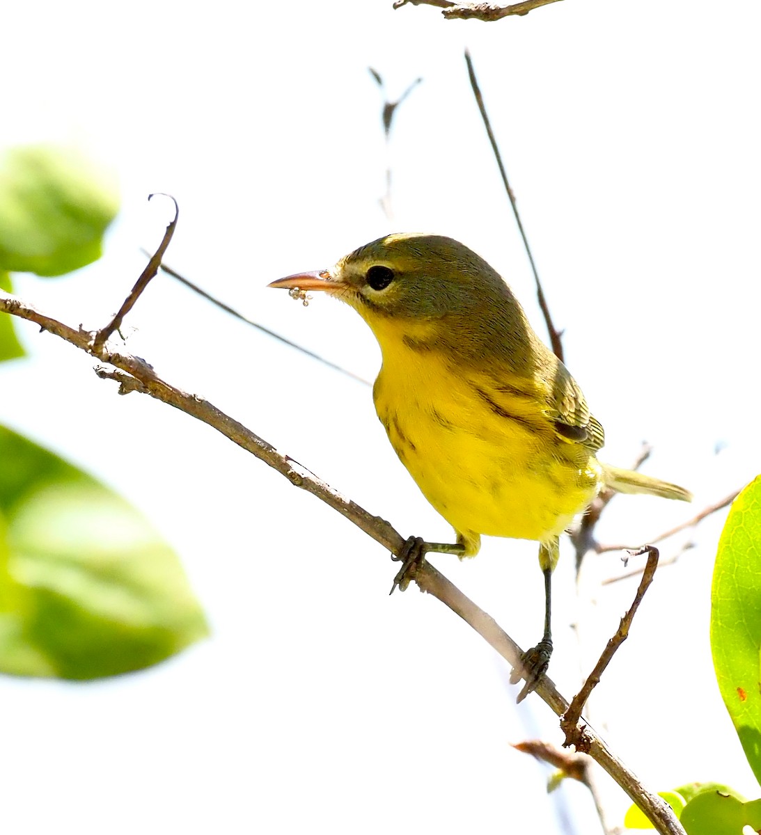 Prairie Warbler - ML642567789