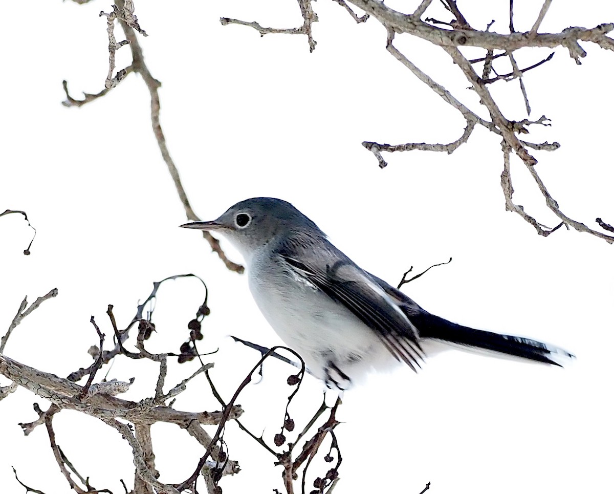 Blue-gray Gnatcatcher - ML642567795