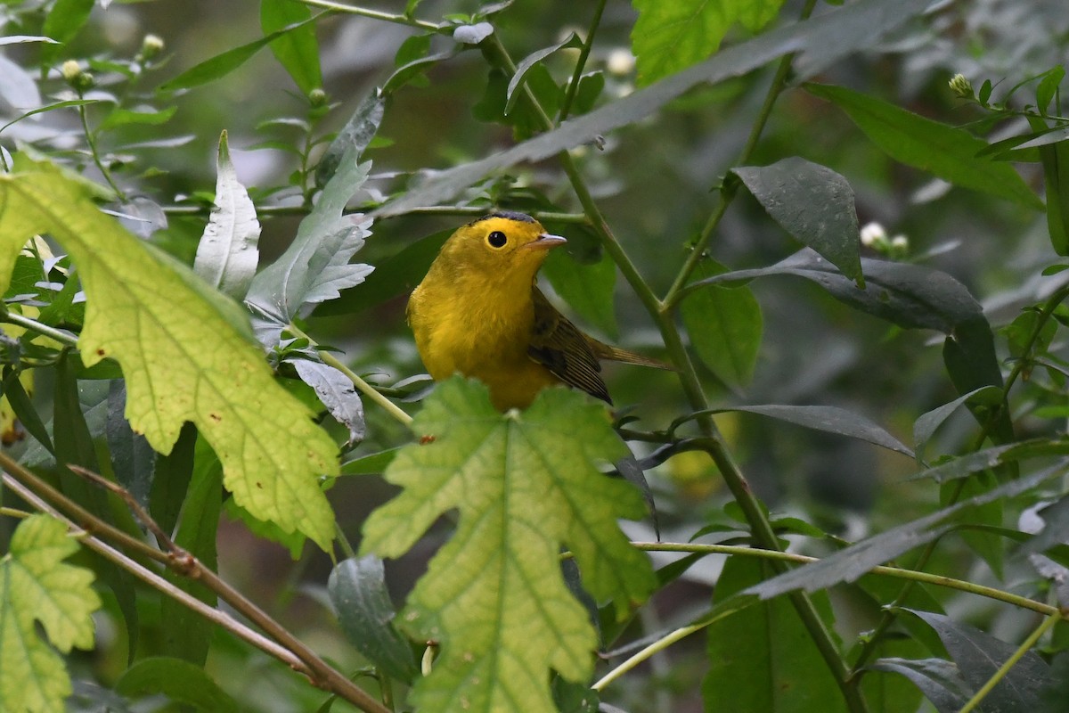 Wilson's Warbler - ML642567832