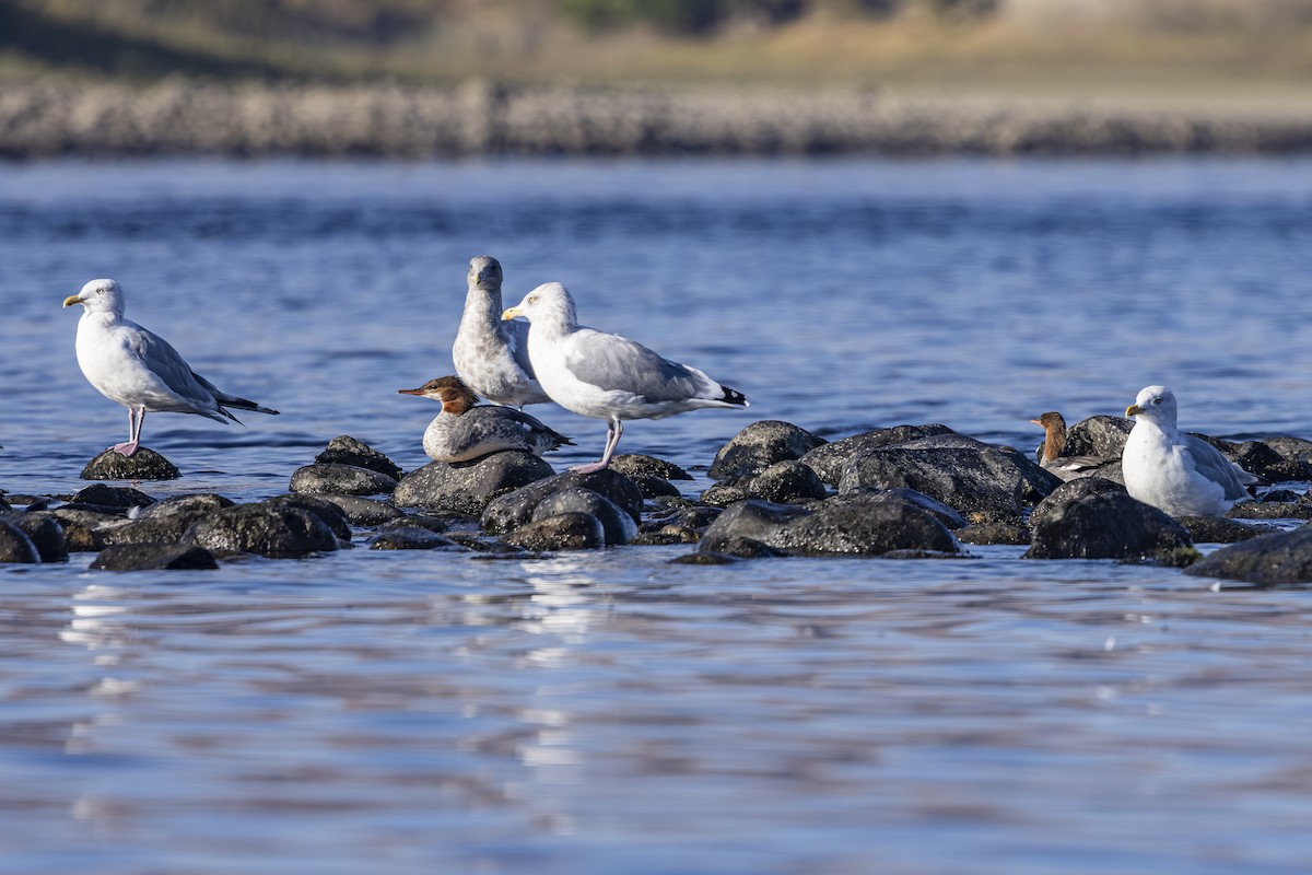 American Herring Gull - ML642567833