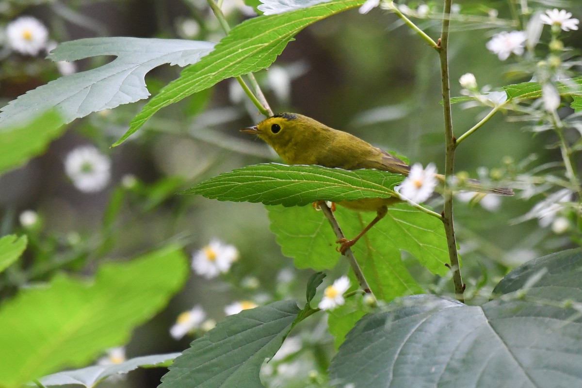 Wilson's Warbler - ML642567840