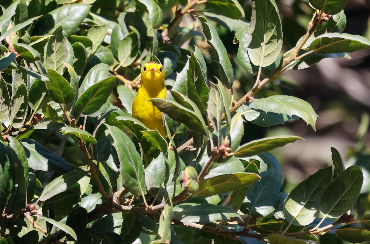 Wilson's Warbler - ML642567841