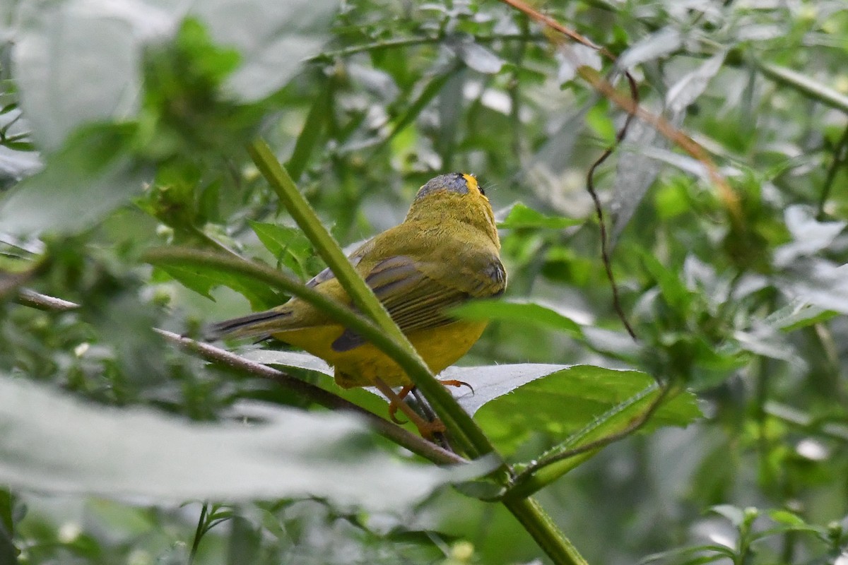 Wilson's Warbler - ML642567842