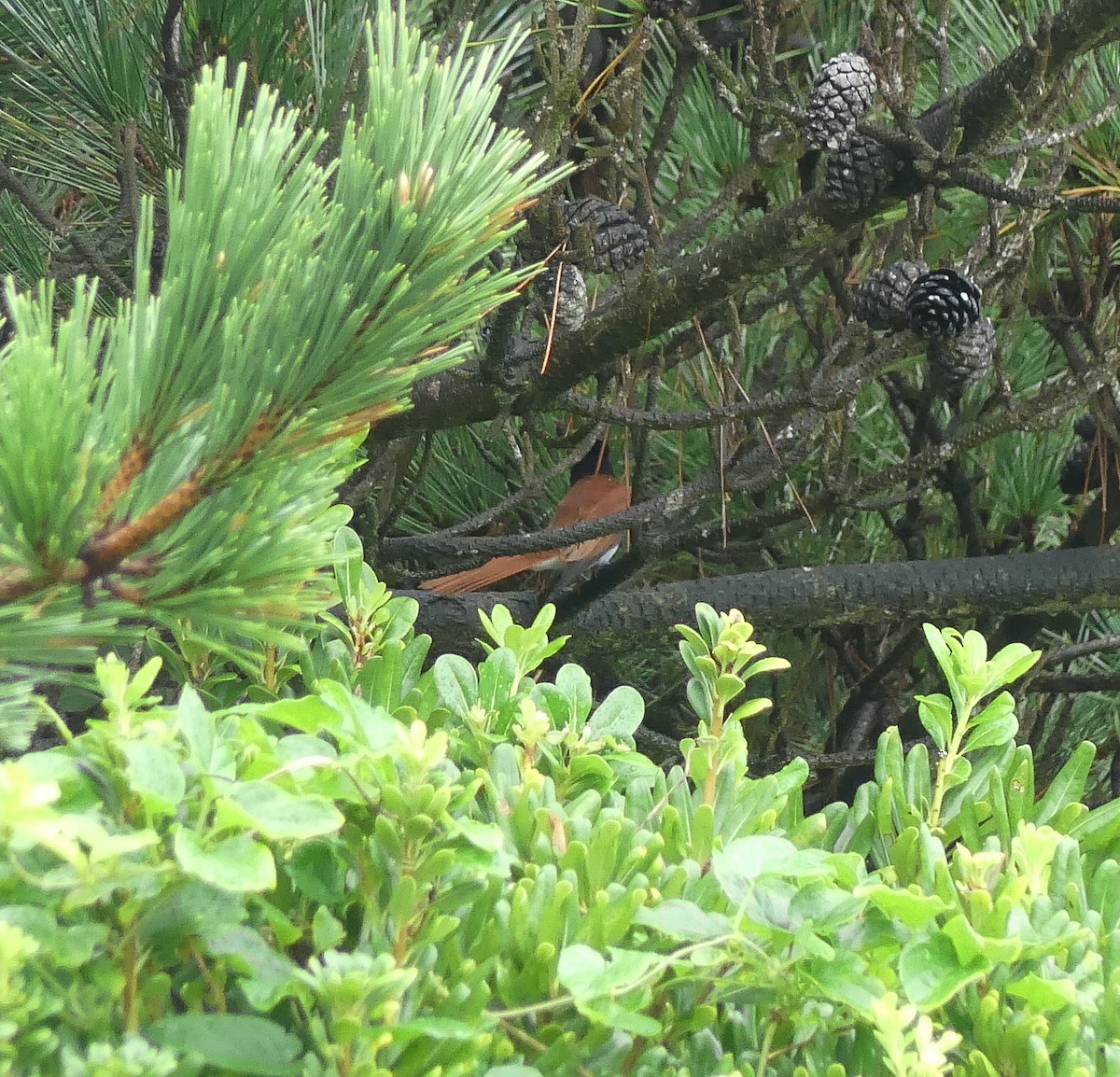 Amur Paradise-Flycatcher - ML642567844