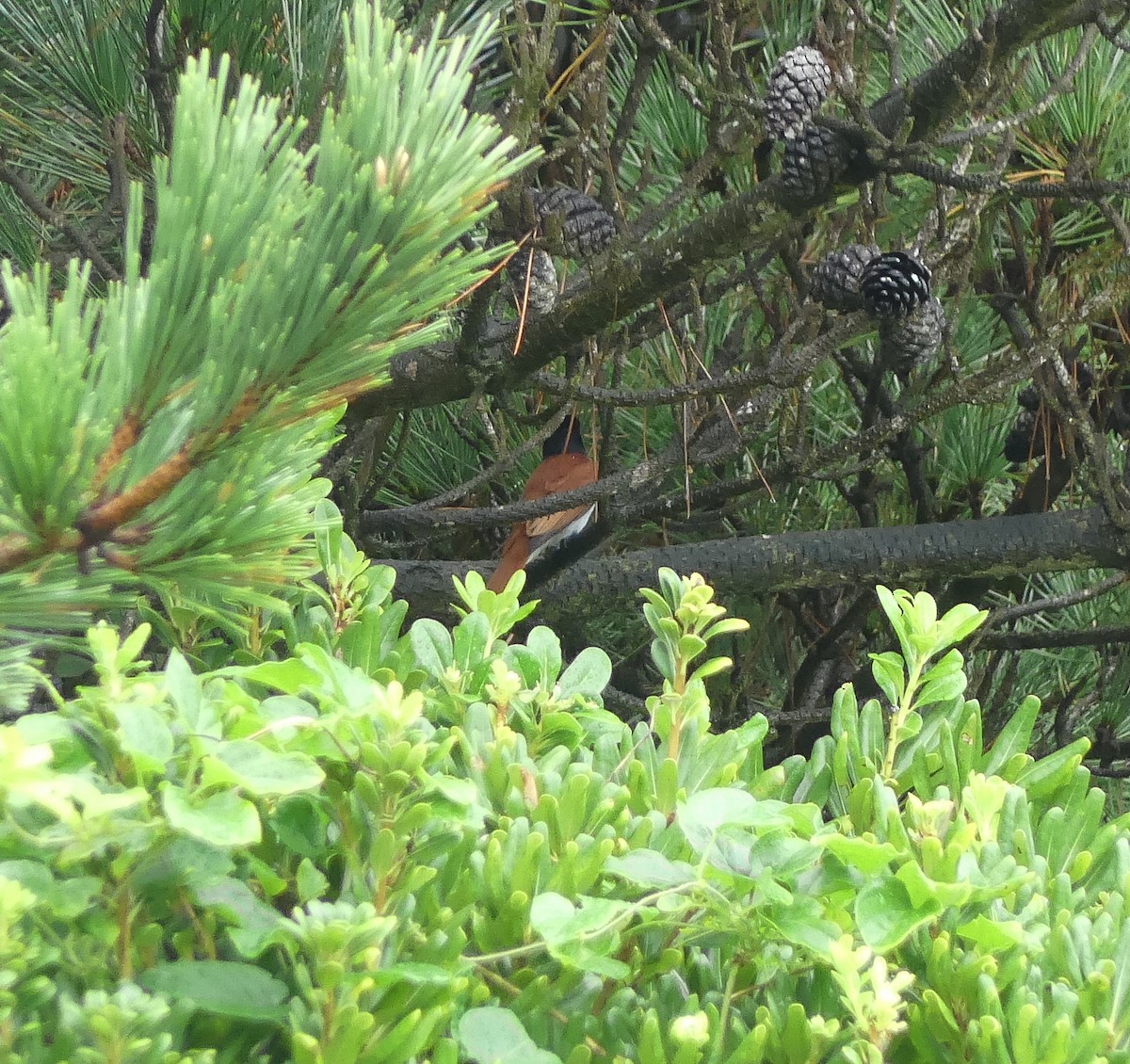 Amur Paradise-Flycatcher - ML642567845