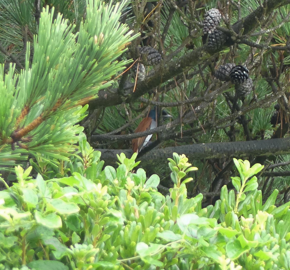 Amur Paradise-Flycatcher - ML642567847