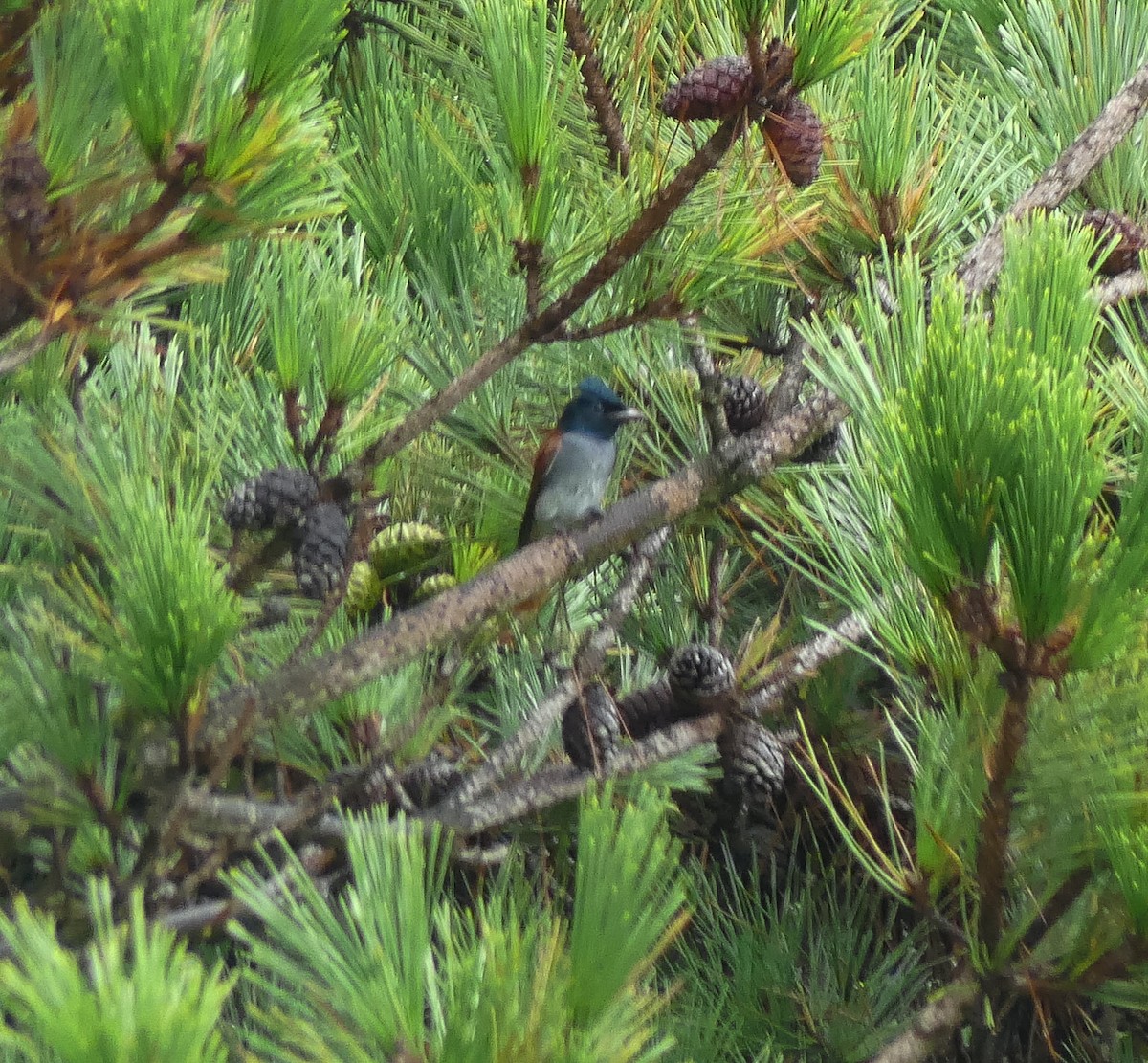Amur Paradise-Flycatcher - ML642567850
