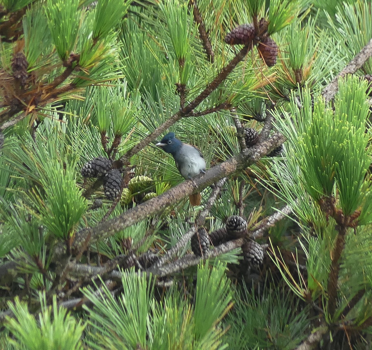 Amur Paradise-Flycatcher - ML642567852