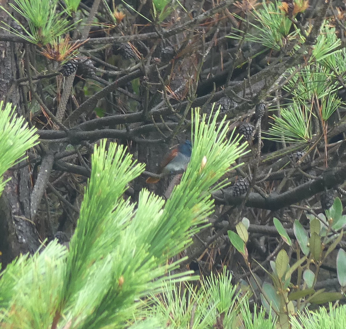 Amur Paradise-Flycatcher - ML642567853