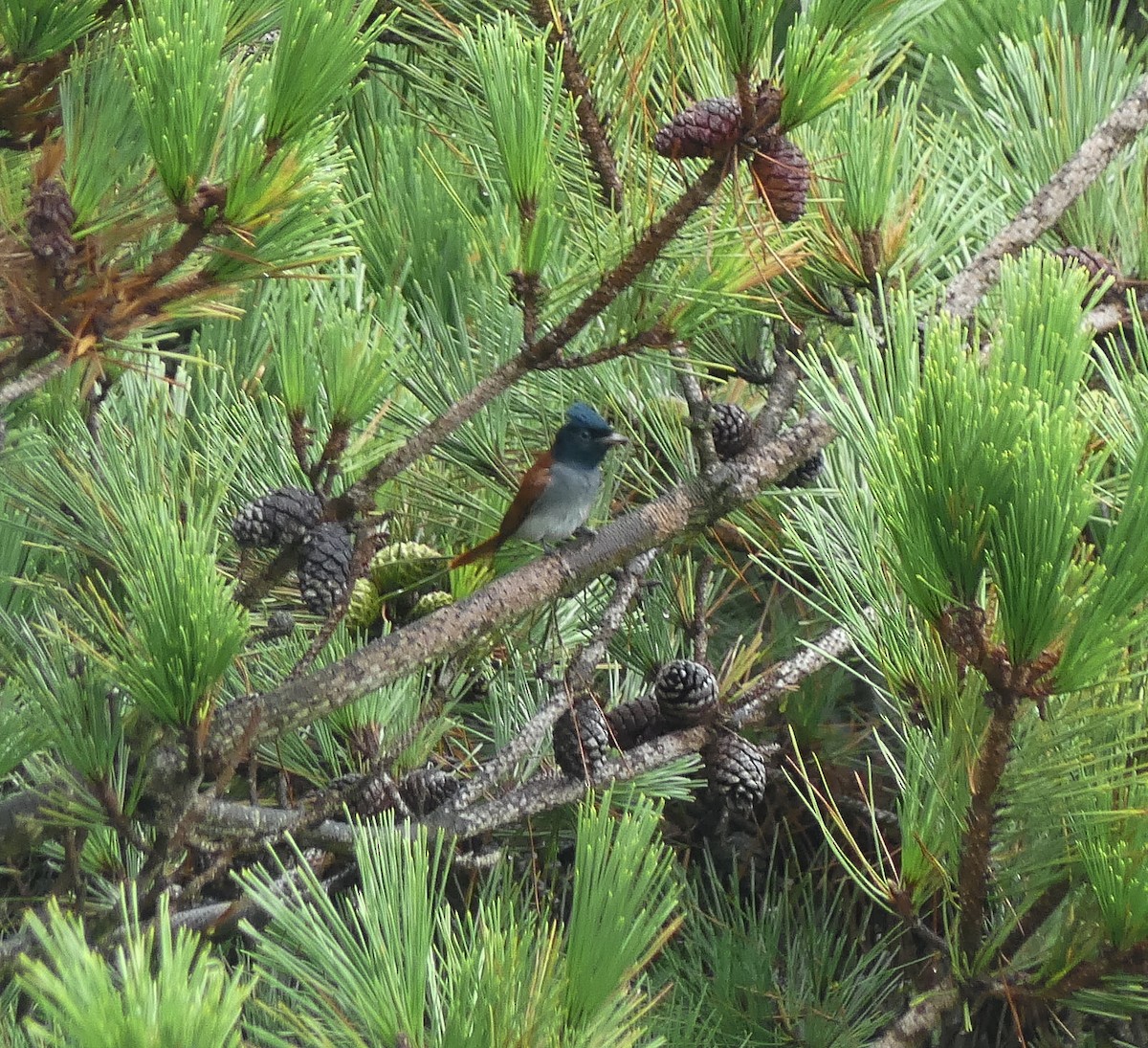 Amur Paradise-Flycatcher - ML642567854