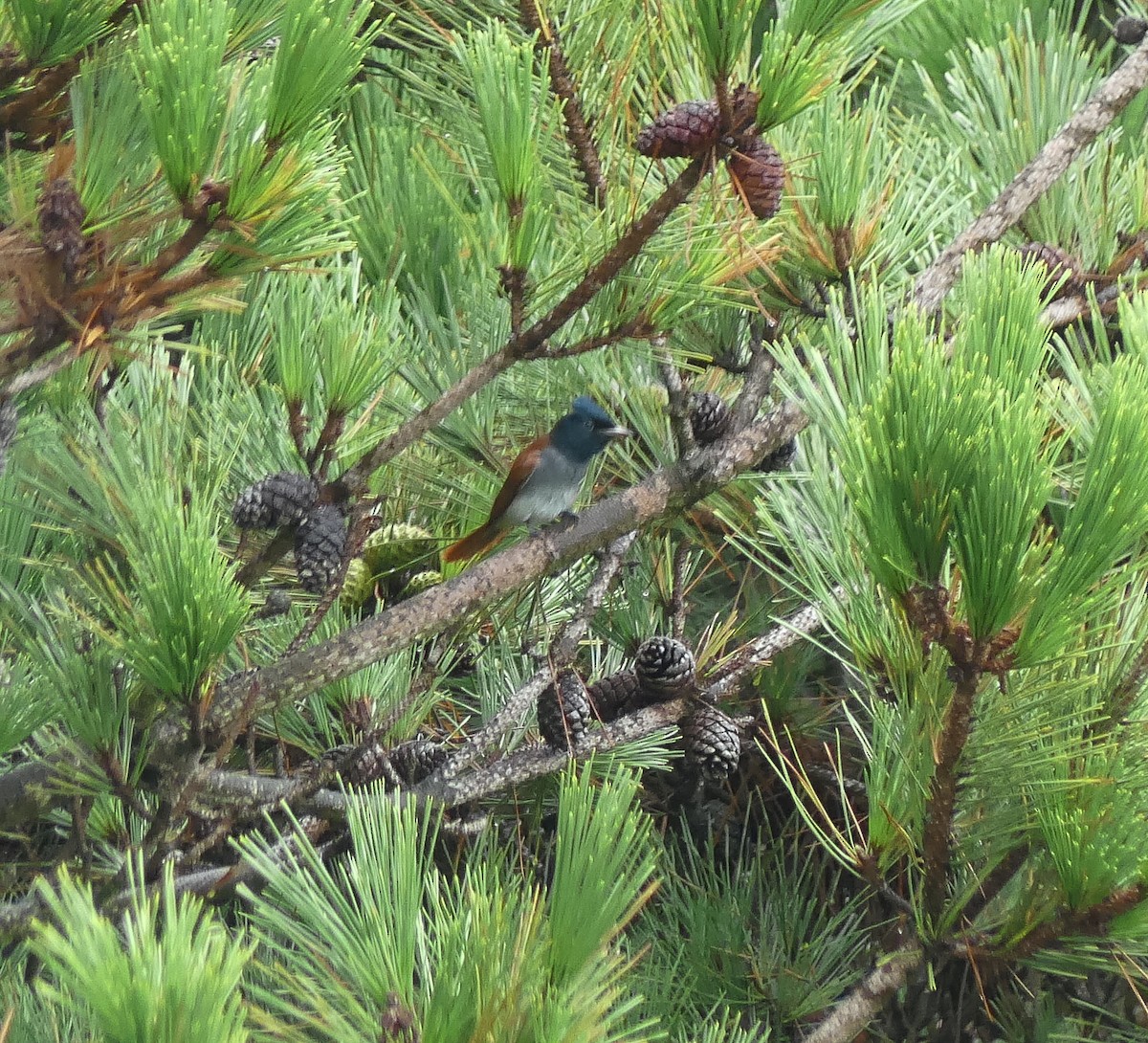 Amur Paradise-Flycatcher - ML642567855