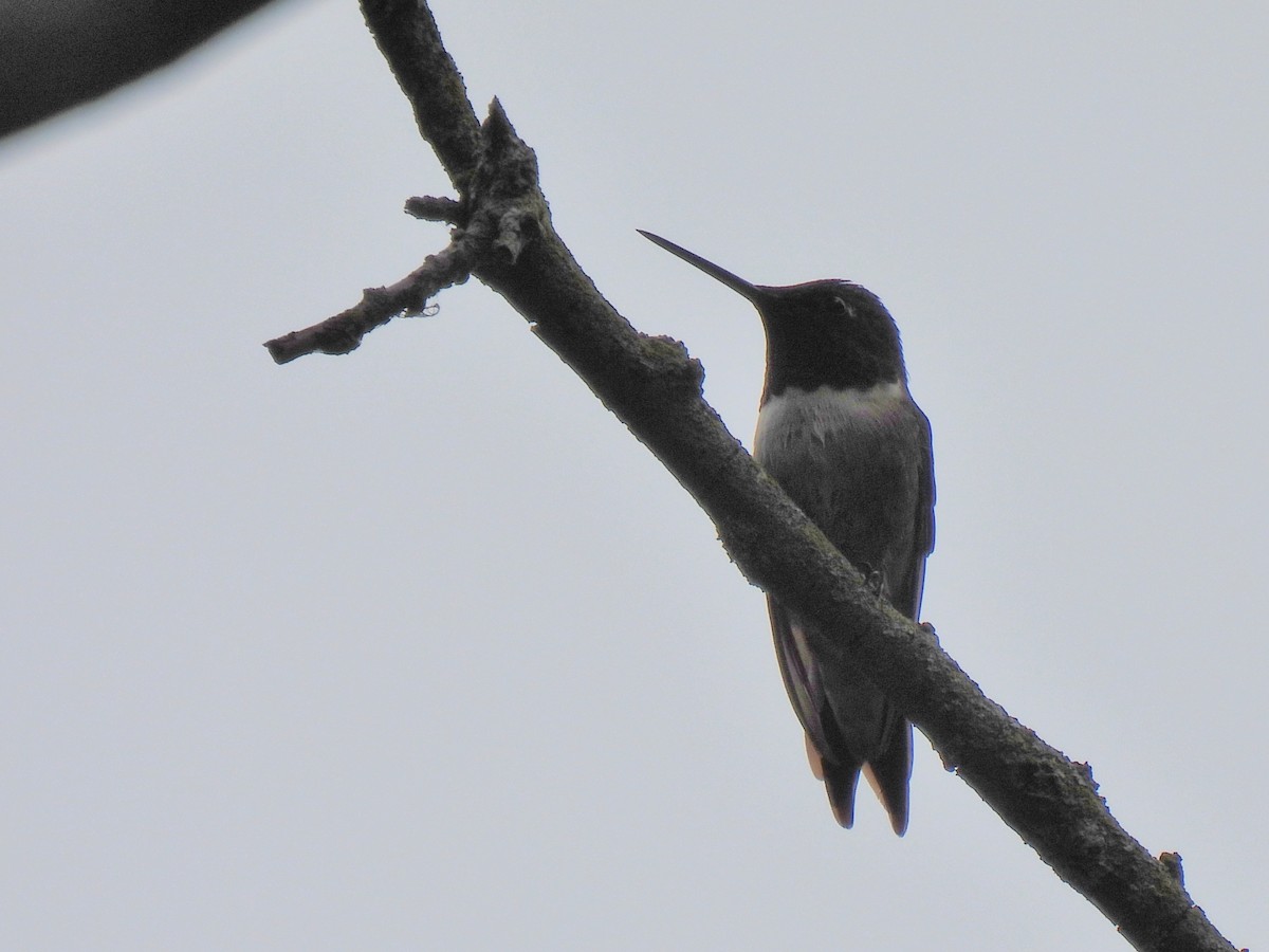 Colibri à gorge rubis - ML642567856