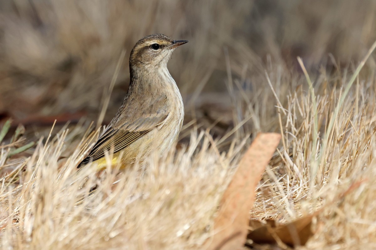 Palm Warbler - ML642567860