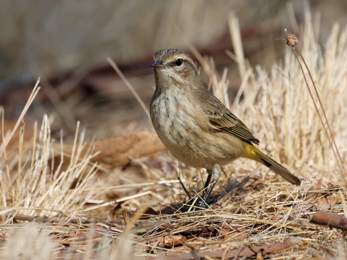Palm Warbler - ML642567864