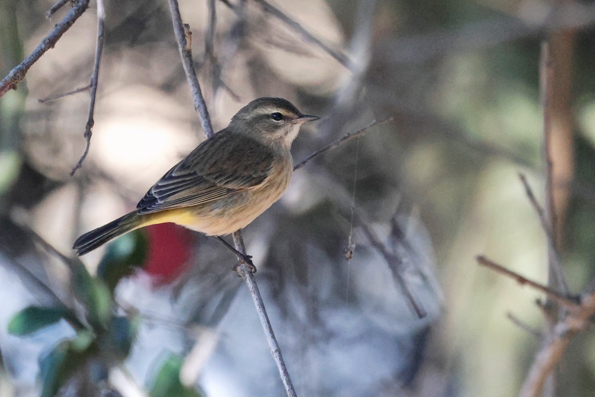 Palm Warbler - ML642567865
