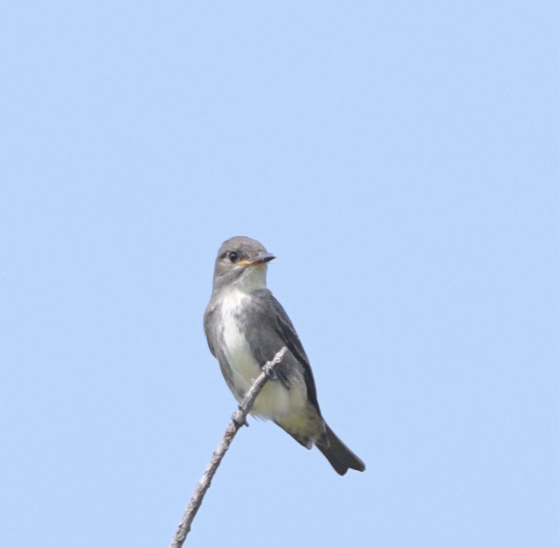 Olive-sided Flycatcher - ML642567873