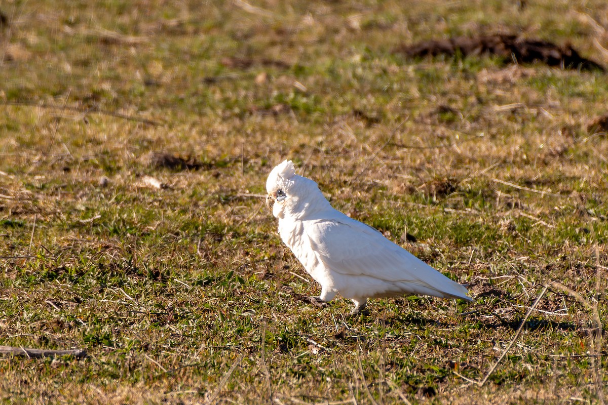 Little Corella - ML642567878