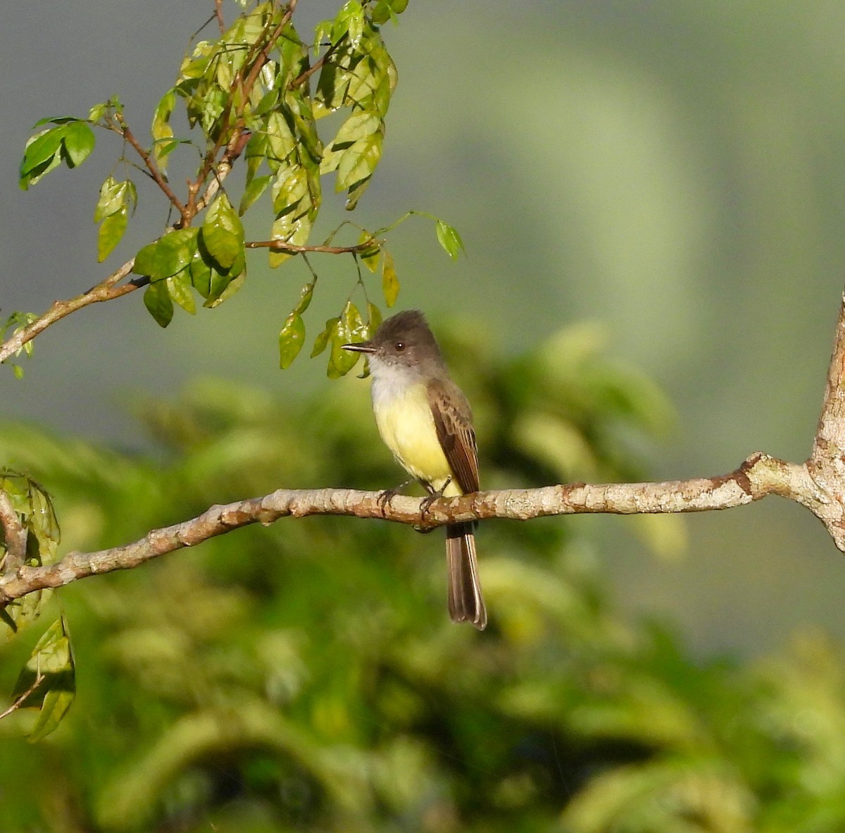 Dusky-capped Flycatcher - ML642567881