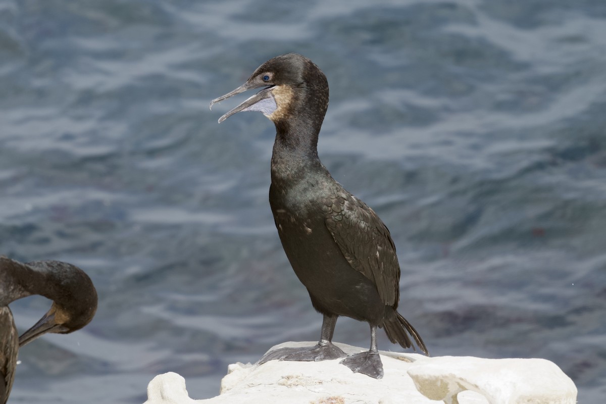 Cormoran de Brandt - ML642567895