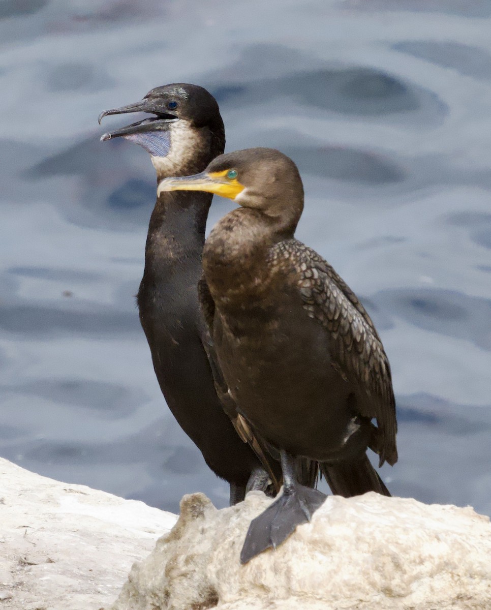 Double-crested Cormorant - ML642568023