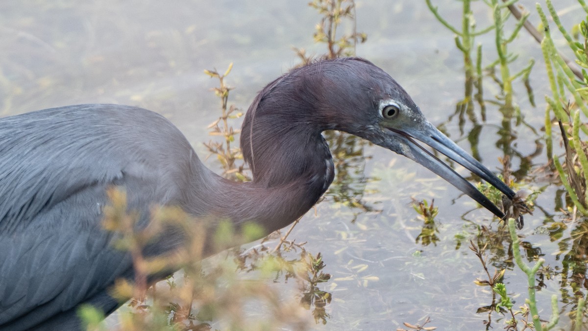 Little Blue Heron - ML642568027