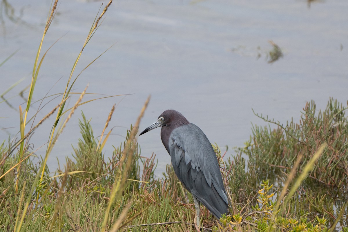 Little Blue Heron - ML642568028